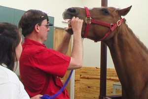 Annual Horse Examinations