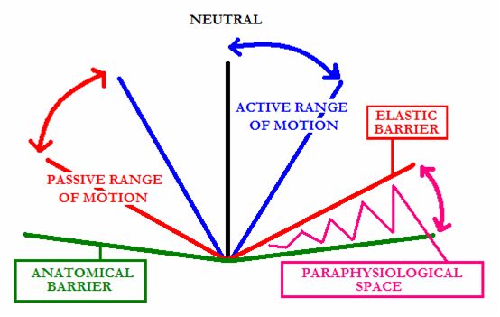 Chiropractic Motion Diagram