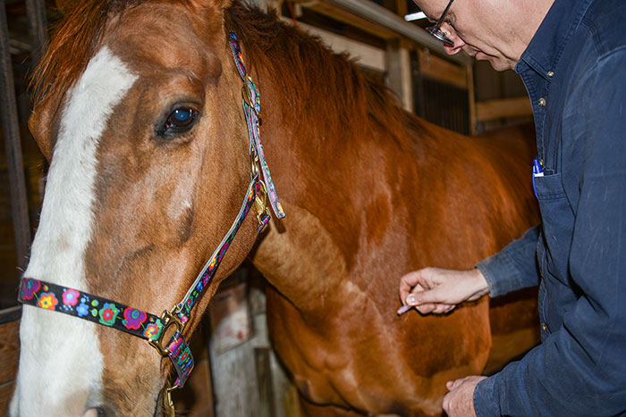 Dr. Keith performing acupuncture on a horse