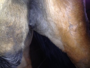 Inguinal area of horse with scrotum on left and hind leg on right, white spot top left center of photo is tick bite. 