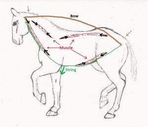 Depiction of the Bow and String theory in relation to equine biomehanics and locomotion. 