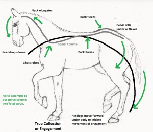 Depiction of the horse's motion to initiate movement, collection or engagement.