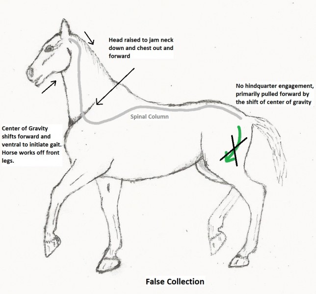 Depiction of the horse's motion to try to initiate movement in False Collection.