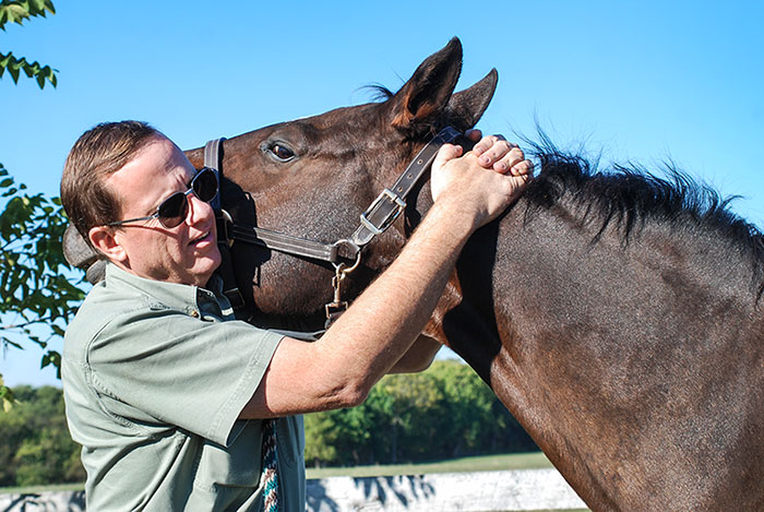 Dr. Keith performing chiropractic care on a horse