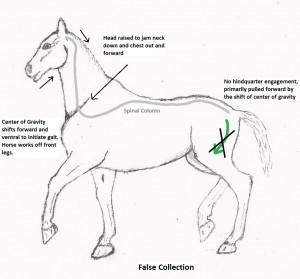 Equine False Collection